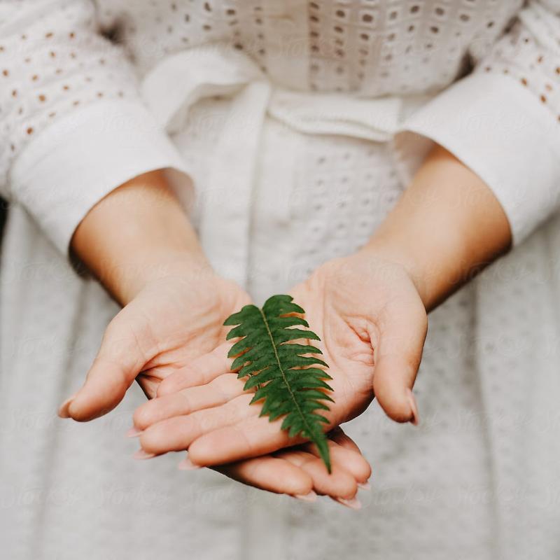 hands holding plant