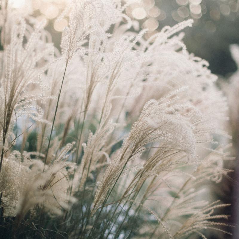 Wispy white flowers blowing gently in the breeze