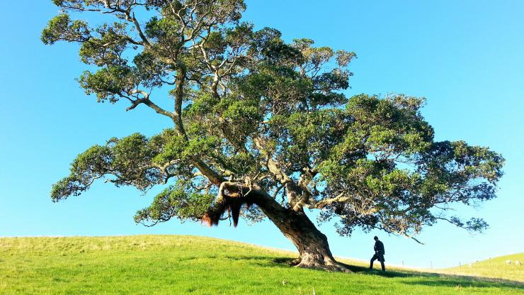 man standing under tree