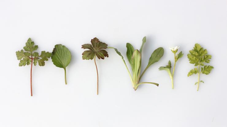 adaptogens