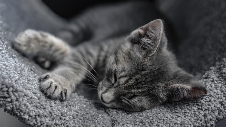 kitten sleeping