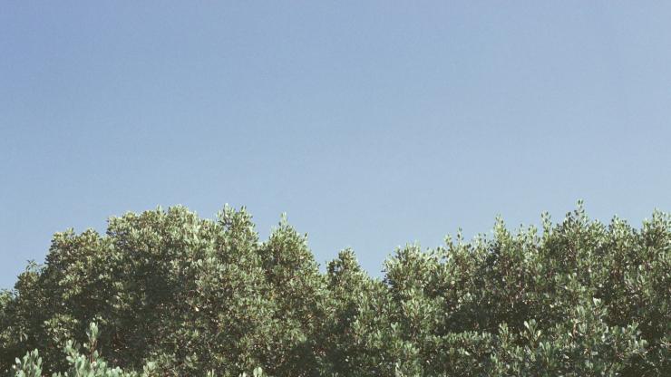 Trees