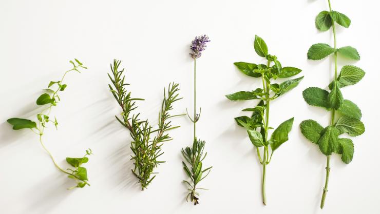 aromatherapy herbs
