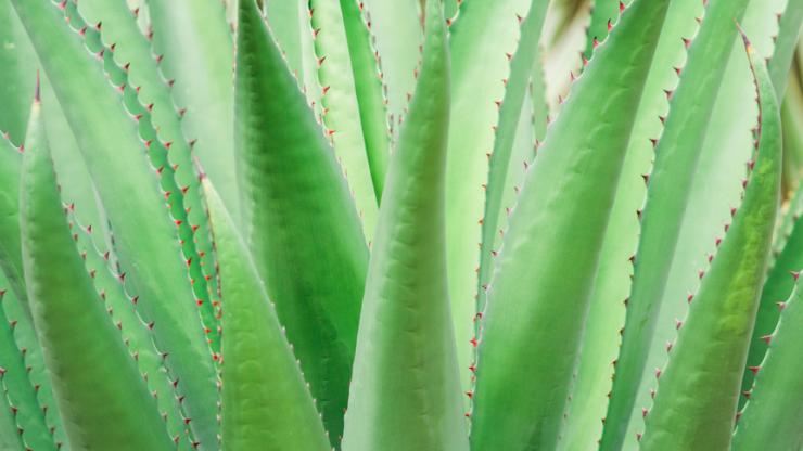 aloe vera