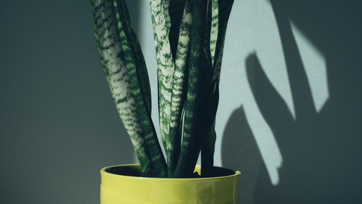 snake plant