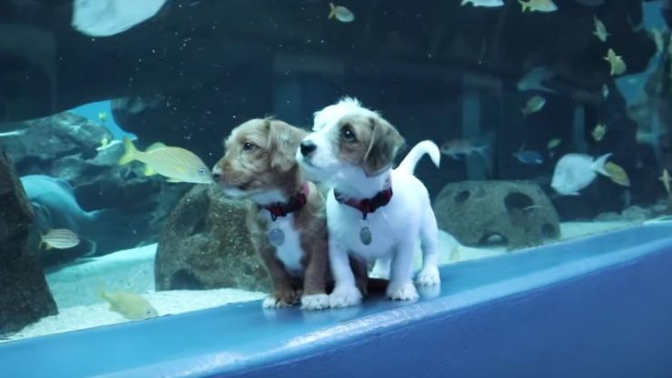 puppies in aquarium