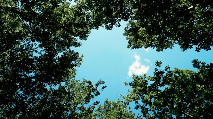 blue sky and trees