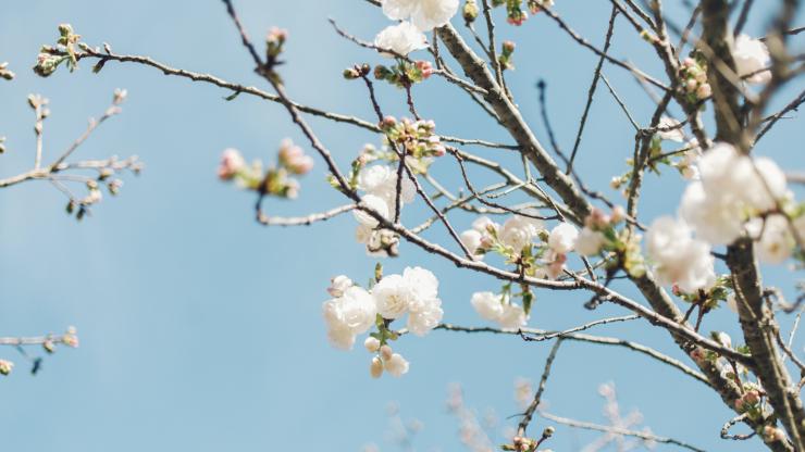 spring flowers