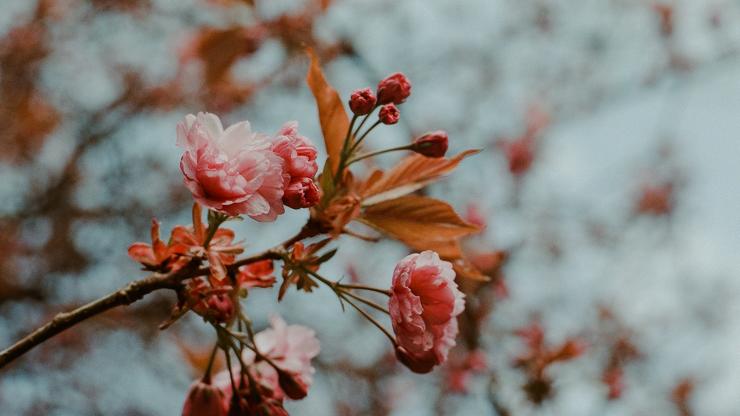 pink flower in bloom