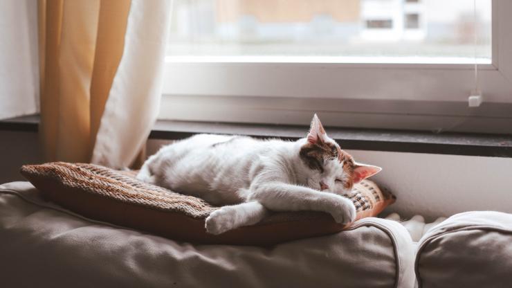 cat-sleeping-in-window