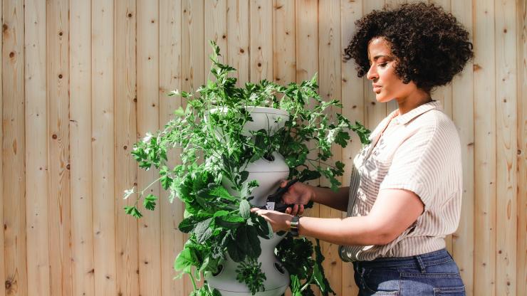 tending to garden