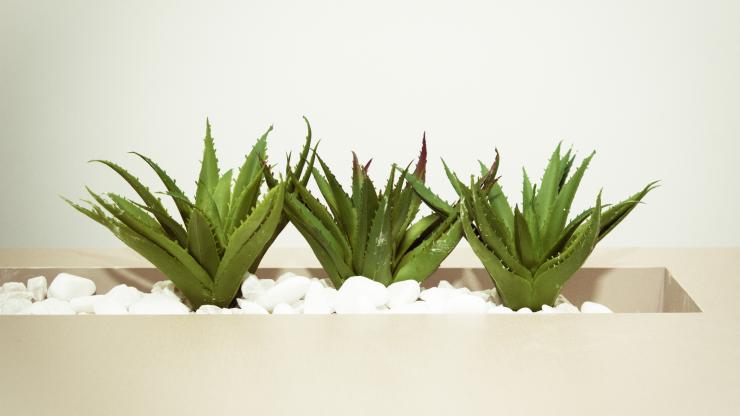 aloe-vera-plant