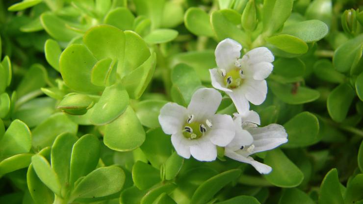 Brahmi benefits