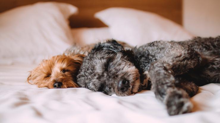 Two puppies napping on a bed together