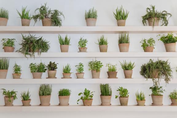 Shelves of flower pots